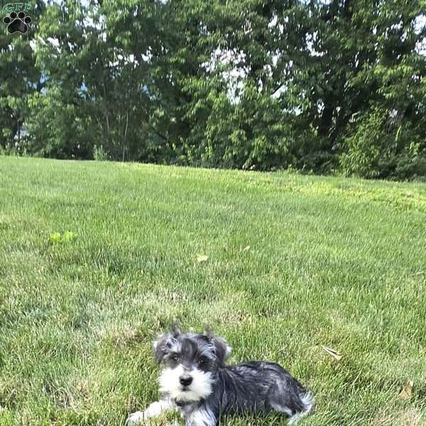 Tessie, Miniature Schnauzer Puppy