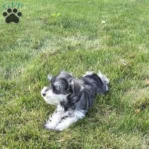 Tessie, Miniature Schnauzer Puppy