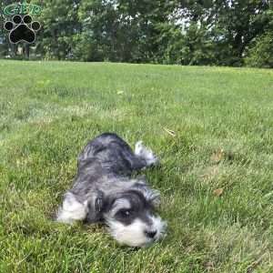 Tessie, Miniature Schnauzer Puppy