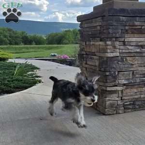 Tessie, Miniature Schnauzer Puppy