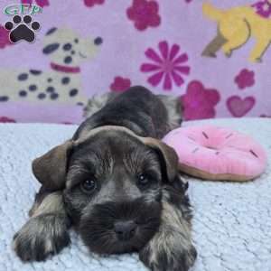 Snickers, Miniature Schnauzer Puppy