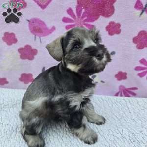 Snickers, Miniature Schnauzer Puppy