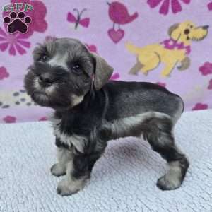Snickers, Miniature Schnauzer Puppy