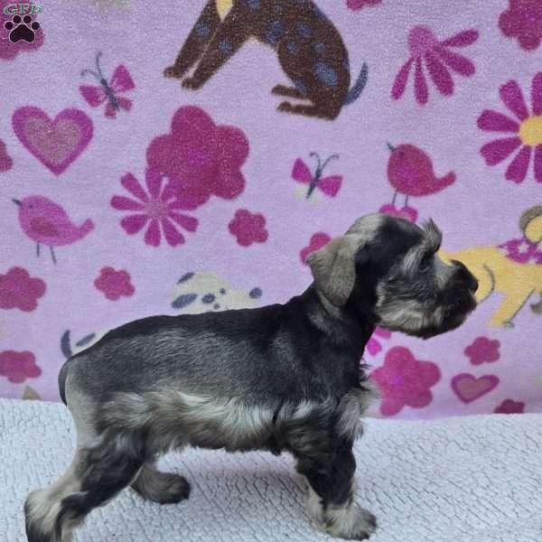 Snickers, Miniature Schnauzer Puppy
