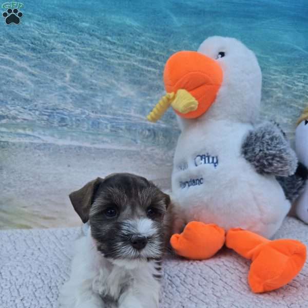 Twix, Miniature Schnauzer Puppy