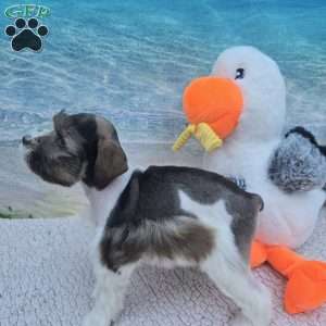 Twix, Miniature Schnauzer Puppy