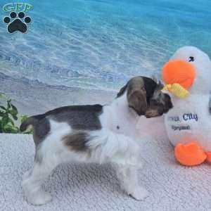 Twix, Miniature Schnauzer Puppy