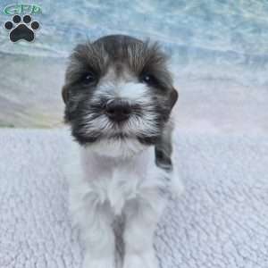 Twix, Miniature Schnauzer Puppy