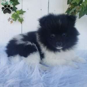 Teddy, Pomeranian Puppy