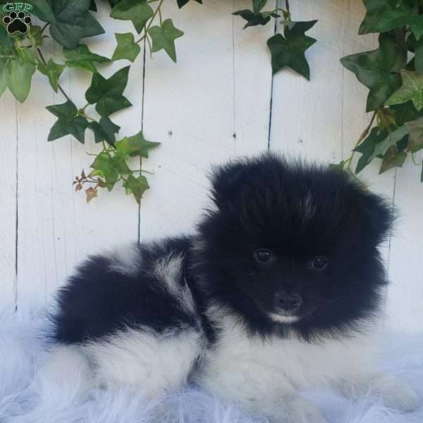 Teddy, Pomeranian Puppy