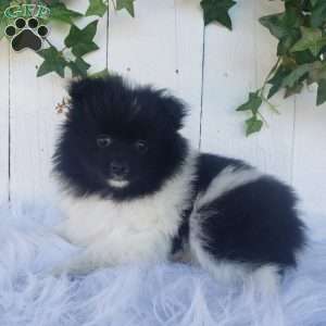 Teddy, Pomeranian Puppy