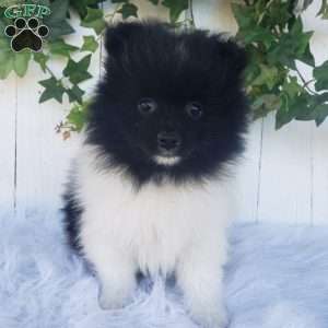 Teddy, Pomeranian Puppy