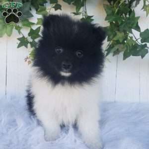 Teddy, Pomeranian Puppy