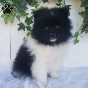 Teddy, Pomeranian Puppy
