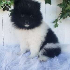 Teddy, Pomeranian Puppy