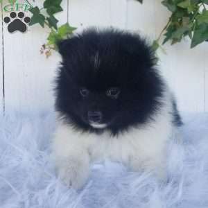 Teddy, Pomeranian Puppy