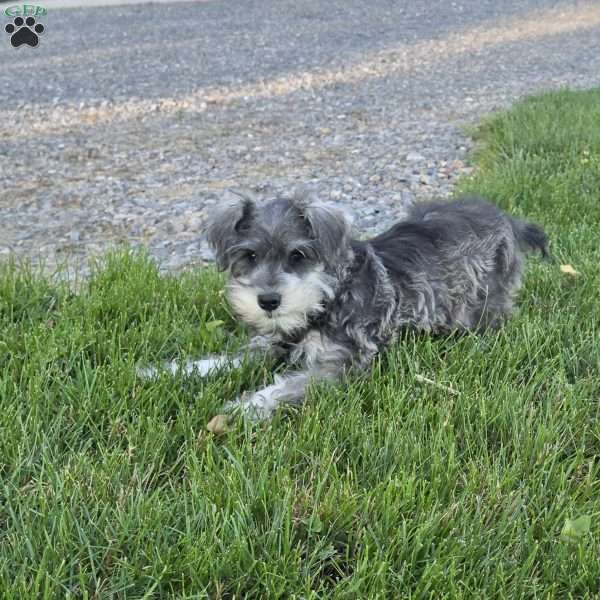 Nessa, Miniature Schnauzer Puppy