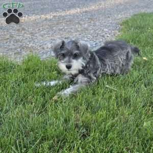 Nessa, Miniature Schnauzer Puppy