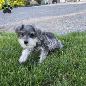 Nessa, Miniature Schnauzer Puppy