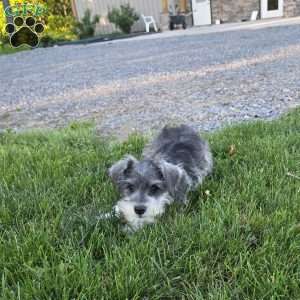 Nessa, Miniature Schnauzer Puppy