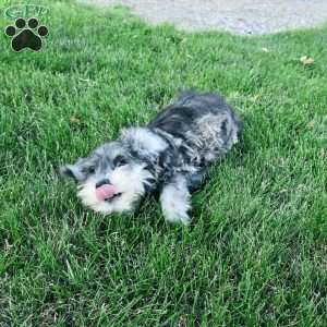 Nessa, Miniature Schnauzer Puppy