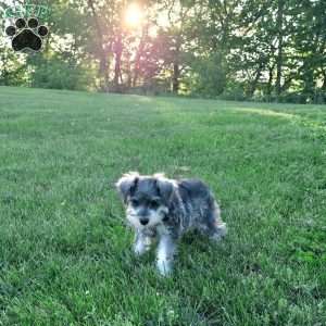 Nessa, Miniature Schnauzer Puppy