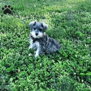 Nessa, Miniature Schnauzer Puppy