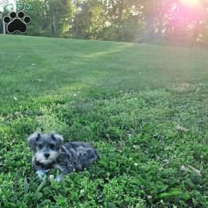 Nessa, Miniature Schnauzer Puppy