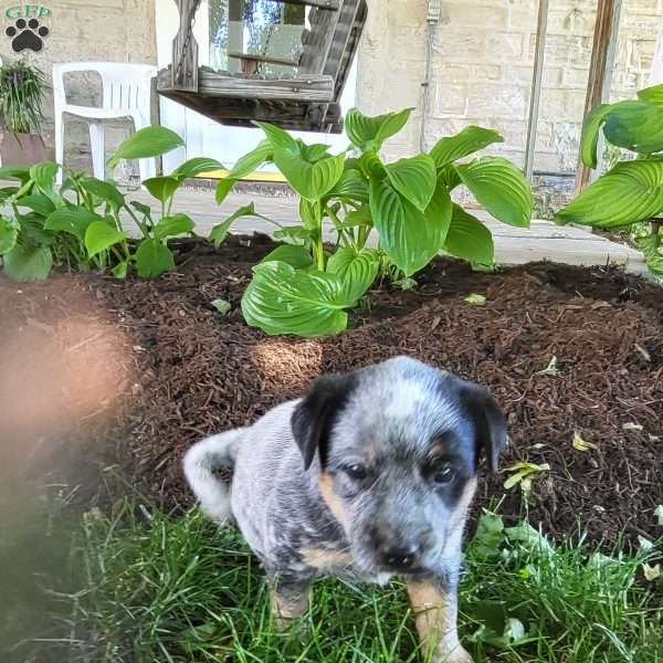 Cookie, Blue Heeler Mix Puppy