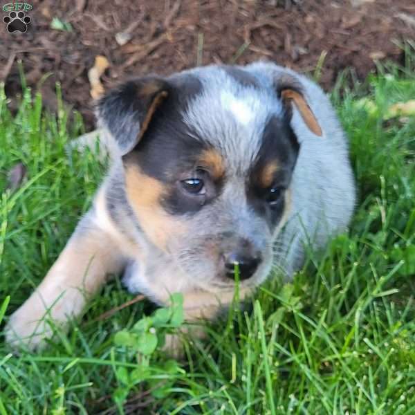 Penny, Blue Heeler Mix Puppy