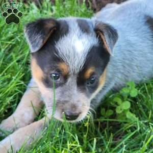 Penny, Blue Heeler Mix Puppy