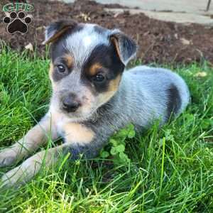 Penny, Blue Heeler Mix Puppy