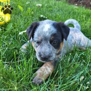 Cookie, Blue Heeler Mix Puppy