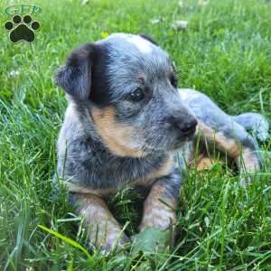 Cookie, Blue Heeler Mix Puppy