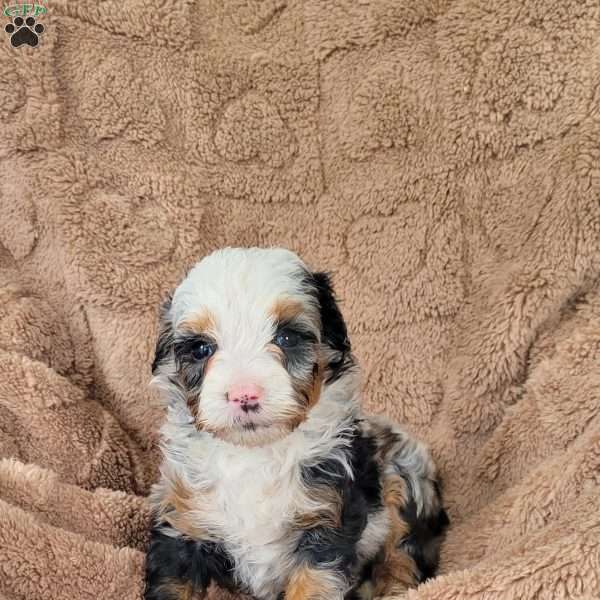 Kimber, Mini Bernedoodle Puppy
