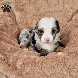 Kimber, Mini Bernedoodle Puppy