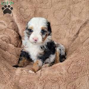 Kimber, Mini Bernedoodle Puppy