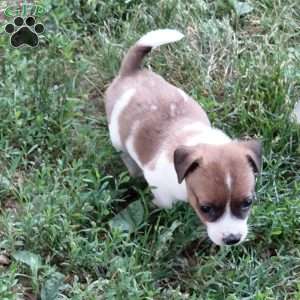 Polly, Jack Russell Mix Puppy