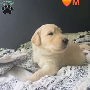 Rex, Goldendoodle Puppy