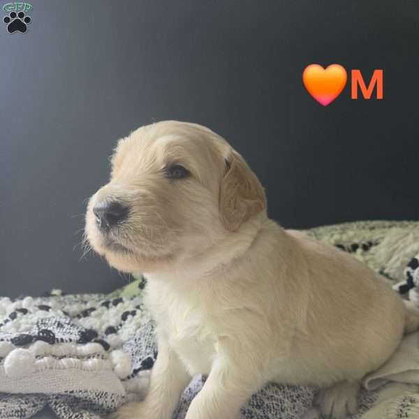 Rex, Goldendoodle Puppy