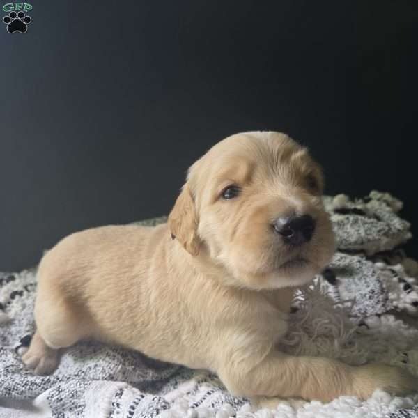 Titan, Goldendoodle Puppy