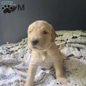 Titan, Goldendoodle Puppy