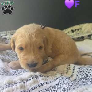 Blossom, Goldendoodle Puppy