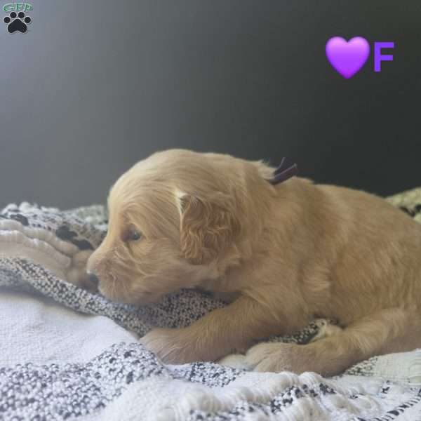 Blossom, Goldendoodle Puppy