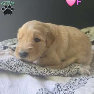 Lily, Goldendoodle Puppy