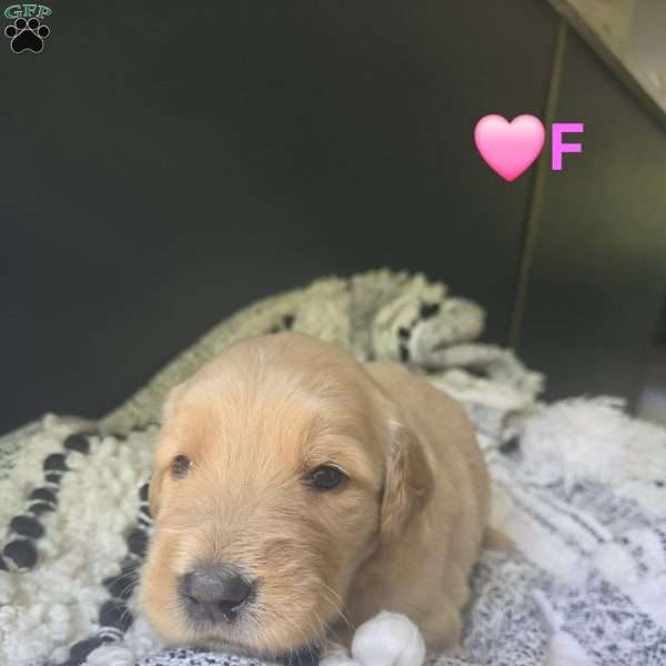 Lily, Goldendoodle Puppy
