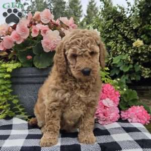 Trixie, Mini Goldendoodle Puppy