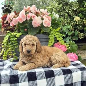 Trixie, Mini Goldendoodle Puppy