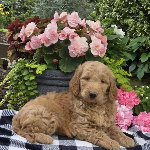 Teddy, Mini Goldendoodle Puppy