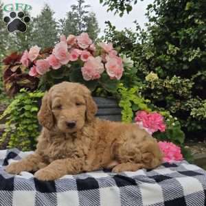 Teddy, Mini Goldendoodle Puppy